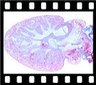 The Characteristic Structure and Histology of Animals (Complete Set), 314 projection slides