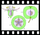 From Flower to Fruit.  14 projection slides