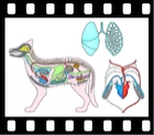 Structure of Animals.  30 projection slides