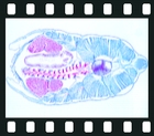 Acrania (Cephalochordata) and Tunicata, 14 projection slides