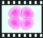 The Sea Urchin Embryology (Psammechinus miliaris), 25 projection slides