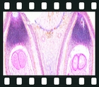 Development of the Female Gametophyte of Pinus, 15 projection slides