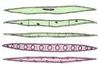 Wood cells, macerated and w.m.