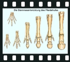 Evolution in examples: Evidence from Morphology, 30 projection slides