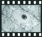 Electron Micrographs of Plant Cells and Tissues, 29 projection slides