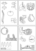 Human Science, Drawing Sheets and Transparencies Part I, Motion