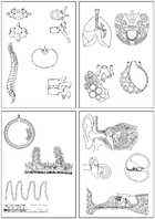 Human Science, Drawing Sheets and Transparencies Part II, Metabolism