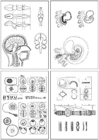 Human Science, Drawing Sheets, Part IV, Genetics