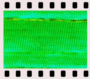 Muscular tissues, 7 projection slides