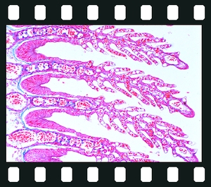 Respiratory system, 17 projection slides