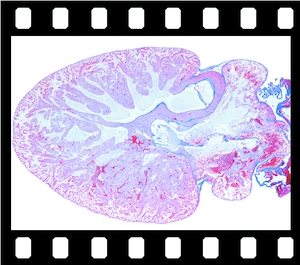 The Characteristic Structure and Histology of Animals (Complete Set), 314 projection slides