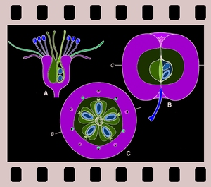 From Flower to Fruit.  14 projection slides