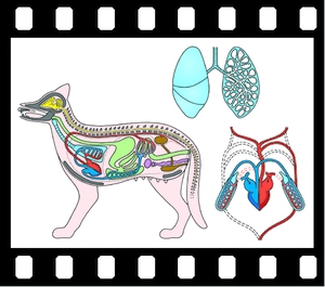 Structure of Animals.  30 projection slides