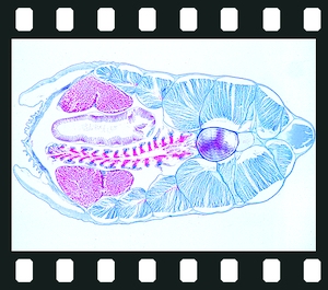 Acrania (Cephalochordata) and Tunicata, 14 projection slides