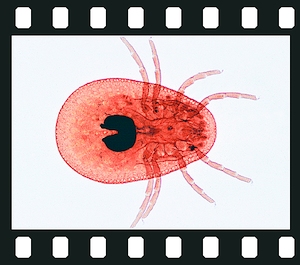 Arthropoda, 38 projection slides