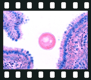 Development of Follicles in Mammalian Ovary, 12 projection slides