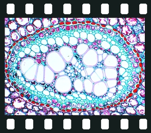 Vascular Bundle Types, 16 projection slides