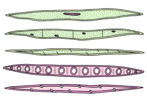 Wood cells, macerated and w.m.