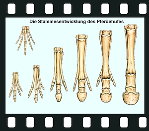 Evolution in examples: Evidence from Morphology, 30 projection slides