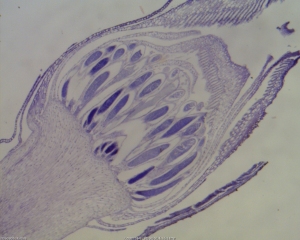 Znanost in biologija