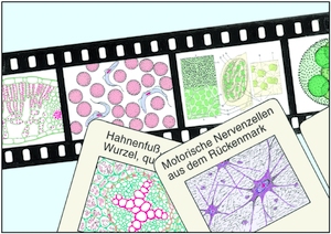 Individual Colour Projection slide