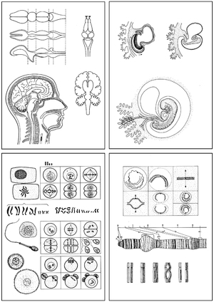 Human Science, Drawing Sheets and Transparencies Part III, Control System